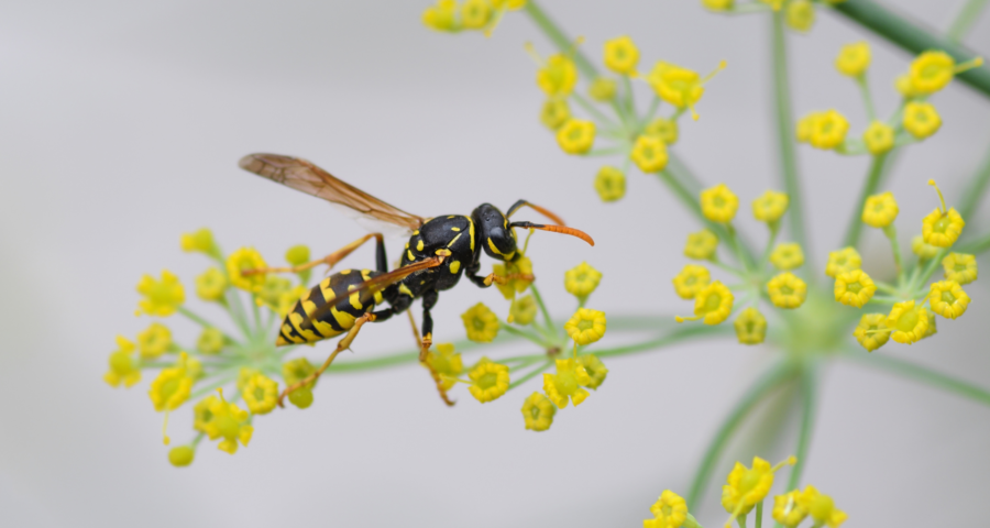 Enjoying the outdoors and family barbecues can be difficult when stinging insects are nearby. There are a few things that can be done to avoid these pests.  

Learn more here: ow.ly/P5Rs50J3P93

#NorthwestExterminating #TrustTheMouse #StingingInsects #PestControl