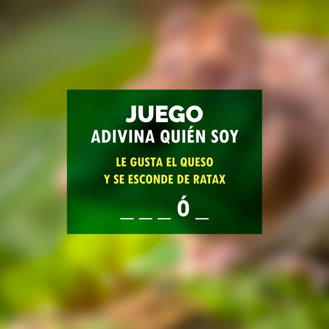 plagoxrd's tweet photo. Parece fácil, pero  posiblemente no sepas qué plaga soy 🙄

#AcábalasConPlagox #AdiósALasPlagas #RATAX https://t.co/4dK6dwAjDc