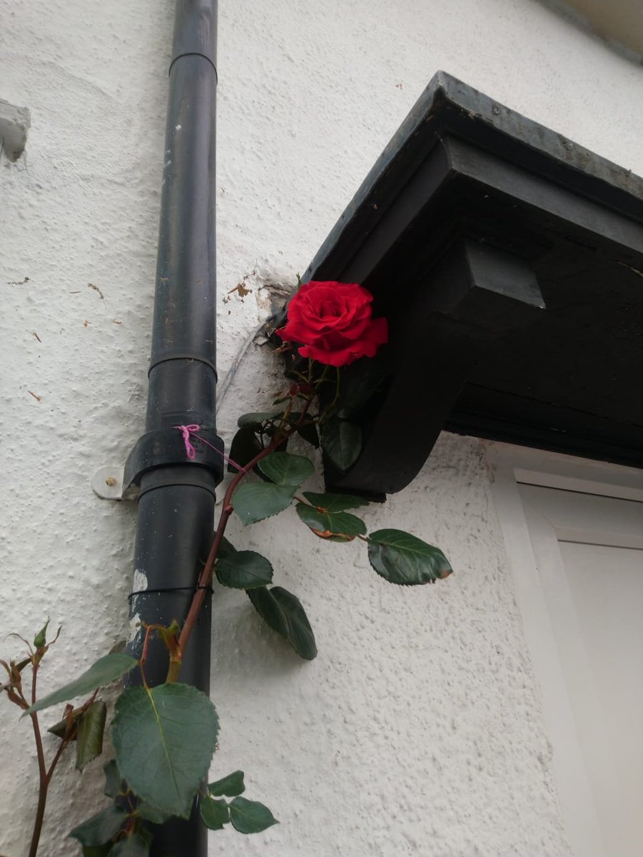 CatCamacho1's tweet photo. First bloom of the year! #rosesroundthedoor #intherory #inafewyears https://t.co/NwESwkhX9y
