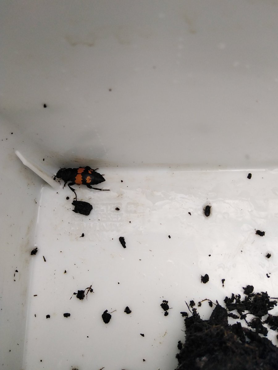 Carrion beetle trapping with <a href="/UoLLifeSciences/">Lincoln School of Natural Sciences</a> MSc student <a href="/af_searles/">Ava Searles</a> <a href="/DoddingtonHall/">Doddington Hall</a> and local woodlands. Lots of vespilloides, a couple of vespillo, one investigator, four humator and 13 O. thoracicum in one trap! Will I record <a href="/SilphidaeUk/">Carrion Beetle Recording Scheme</a> <a href="/LincsBeetles/">Charlie Barnes</a>