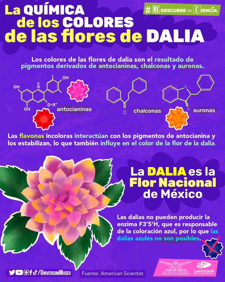 UniversumMuseo's tweet photo. ¿Te gustan las Dalias? 😍
Aquí te traemos un poco de información sobre ellas. 👇
#RedescubreLaCiencia https://t.co/ICqQGoTljr