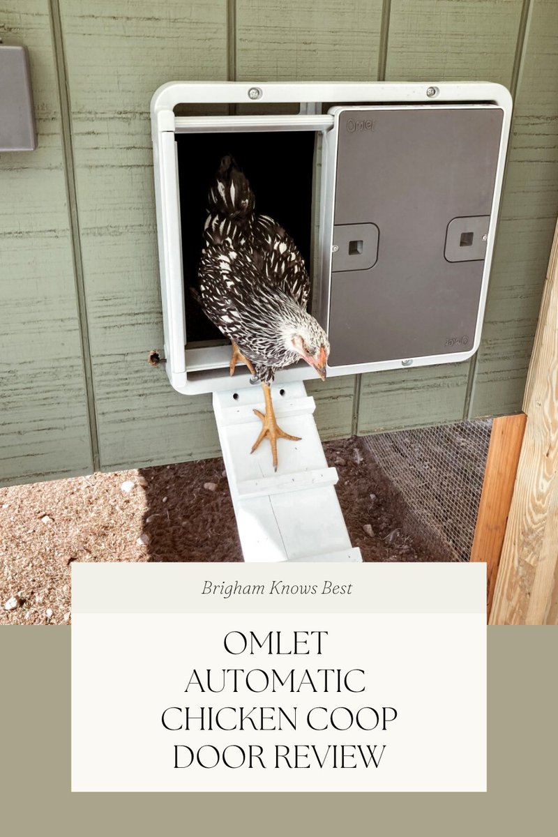New post on the blog sharing my experience with the <a href="/omlet/">Omlet UK</a> automatic chicken coop door #omletpartner @omletusa brighamknowsbest.com/omlet-automati…
