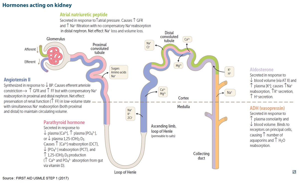 ManualOMedicine's tweet photo. Hormones Acting on the Kidney
#medtwitter #foamed #meded #nephrology https://t.co/r7BH6LtKma