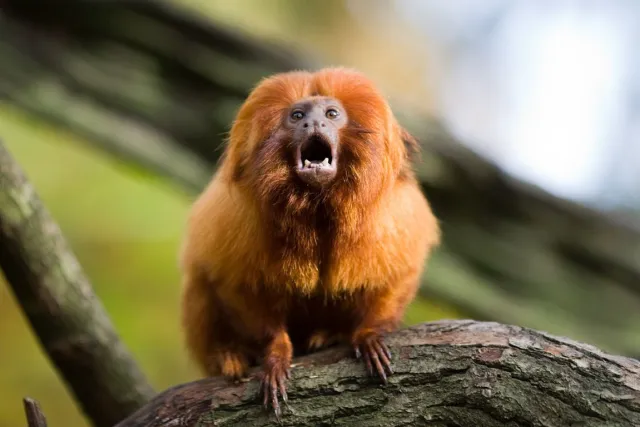 GMFunkyClub's tweet photo. Will you help us save this little monkey?
We Are Golden!

#nft #nftart #nftartist #nfts #nftcollector #nftcommunity #cryptoart #cryptoartist #digitalart #eth #opensea #collection #gmfc #ethereum #EthereumNFTs #NFT #NFTS https://t.co/KIMDfXrSam