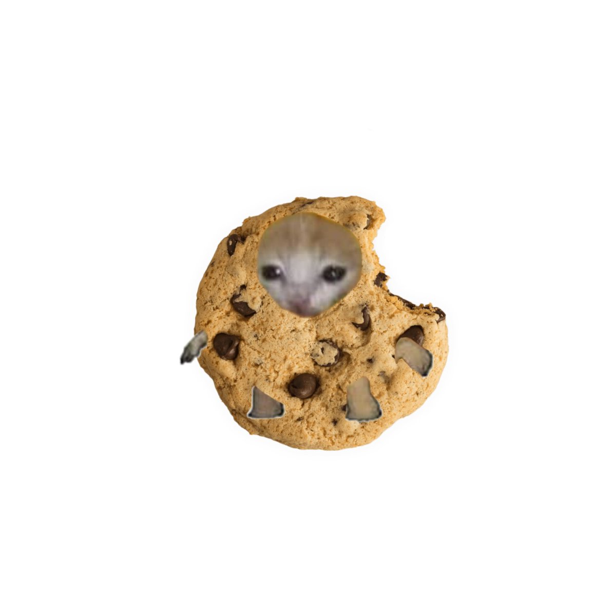 cattoeverywhere's tweet photo. Cookie-Catto https://t.co/nYiET6xtNy
