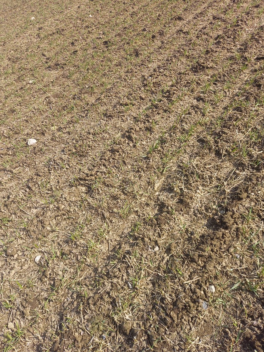 Uskottava se on: hiljaa hyvää tulee. #syysvehnä sinnittelee kasvuun Nurmijärvellä. Selvisi ihmeen kautta #talvituho jääpoltteesta: paksu jääkuori suoraan kasvustolle, lunta >60 cm päälle. #ilmastonmuutos #sopeutuminen haasteellista, ei mahdotonta. Tosin #kasvipeite vain syksyllä