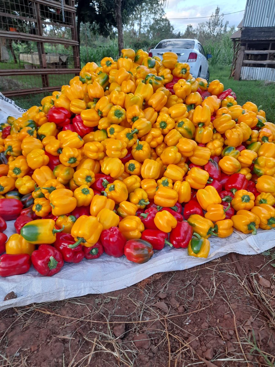 📸: Tom, one of our happy farmers in Thika growing our varieties #PasarellaRZF1 and #IlangaRZF1.

You want to grow colored HoHo and looking for quality seeds? These are the best! 
Contact us to get the seeds and free agronomical support to get the best out of it.