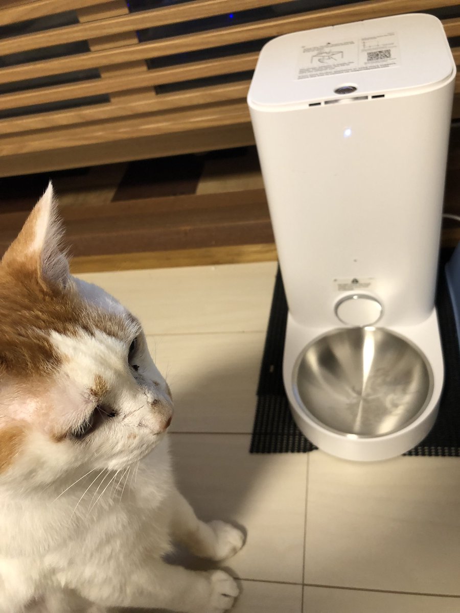 KNKJM88's tweet photo. ボーナスの使い道は、自動給餌器！

#猫 #保護猫
#Autofeeder #自動給餌器 https://t.co/jsnjSV7Qb1