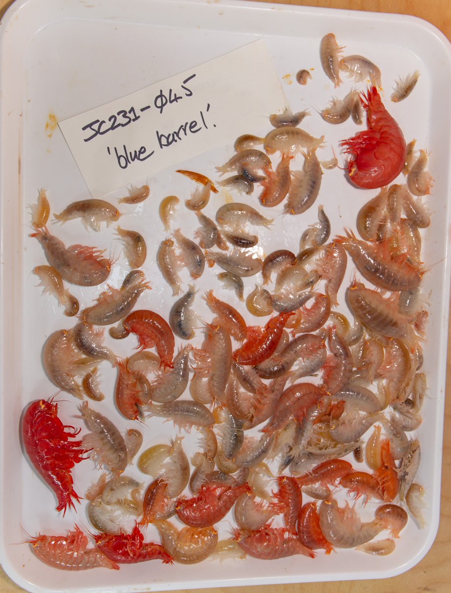 PAP_observatory's tweet photo. #JC231 Check out all the different colours and sizes of deep-sea scavenging amphipods we collected from our baited traps at PAP in our newest blog post! https://t.co/gzmIOkyXPe