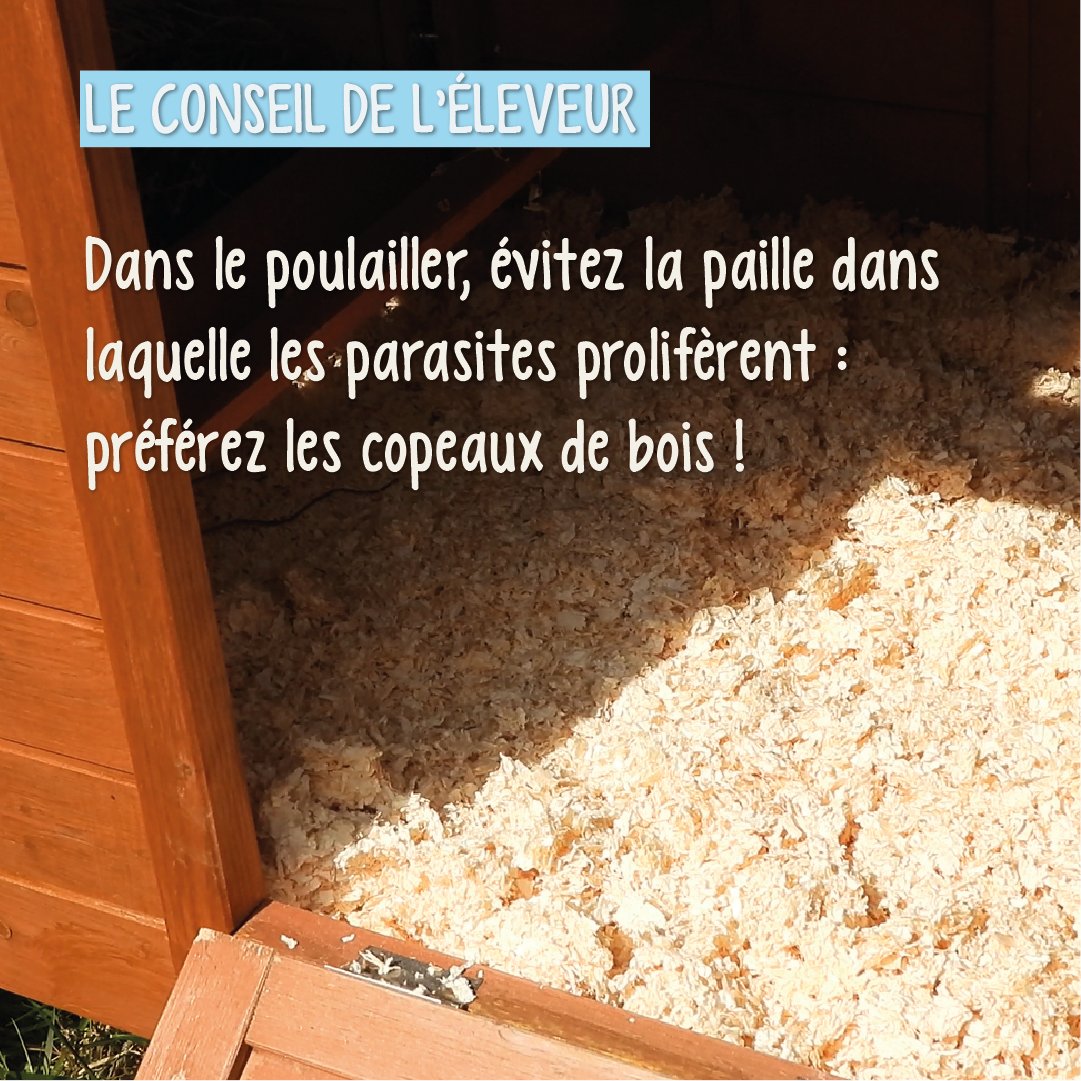 FermedeBeaumont's tweet photo. [Le #conseil de l'#éleveur]

🕷Les #parasites sont fous de paille !
Pour les éviter, préférez les copeaux de bois 🌳

Retrouvez plus de conseils sur notre blog 👉 https://t.co/vKlzvIzVKK https://t.co/J6xxI7vCuB