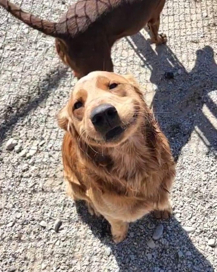 How happy do I look? #dogsoftwitter #goldenretriever #taterstails