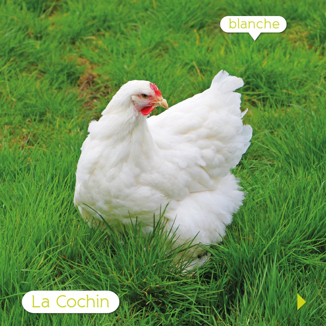 FermedeBeaumont's tweet photo. 🐔 Toute en rondeur et en plumes, la #poule #Cochin est l’une des plus grosses poules existantes😍

Besoin de conseils pour bien accueillir vos poules à la maison ? Rendez-vous sur notre blog 👉 https://t.co/jJ1UxAquC8 https://t.co/nQJ8OoTRgC