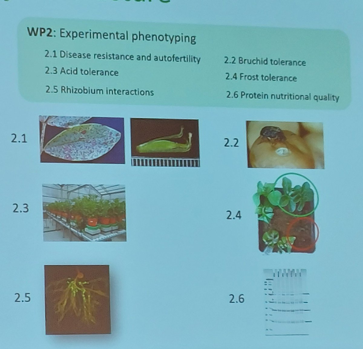 One <a href="/suscrop/">SusCrop ERA-NET</a> #ProFaba -project, many important objectives to support sustainable #fababean production. Isn't it time to fully benefit from the potential of this old European protein crop to substitute imported crop-based #soybean #protein