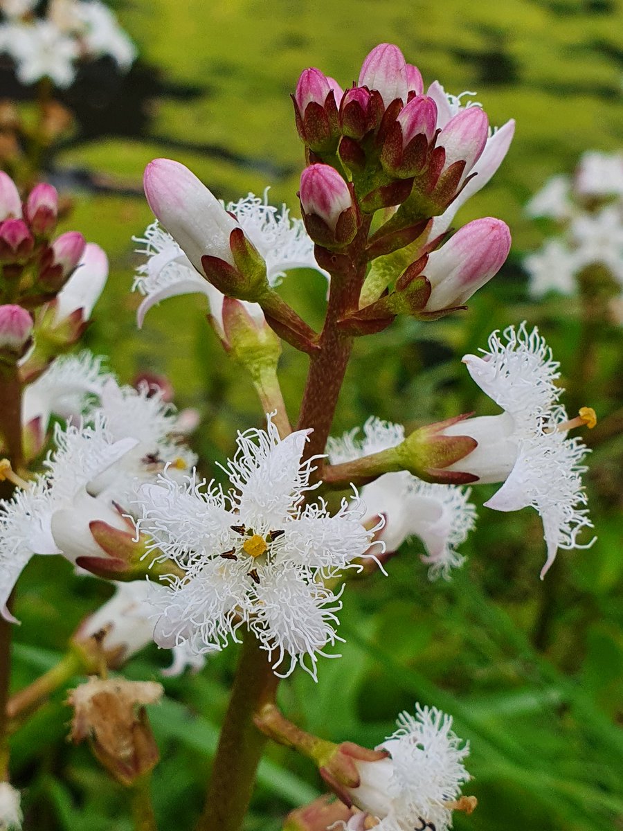 Greg Tofield tweet media