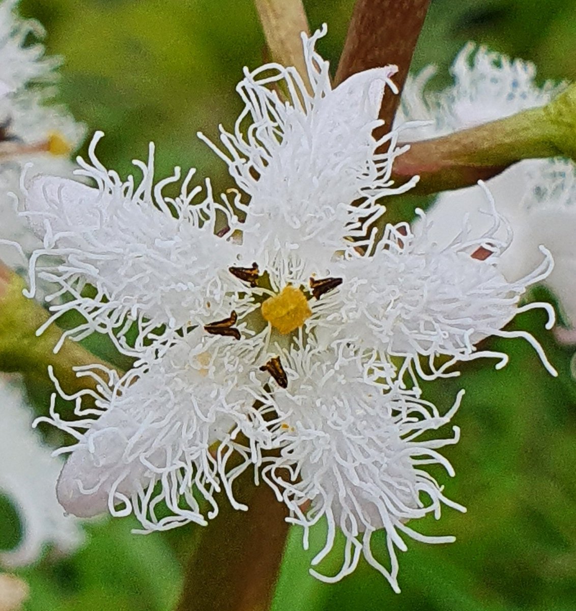 Greg Tofield tweet media