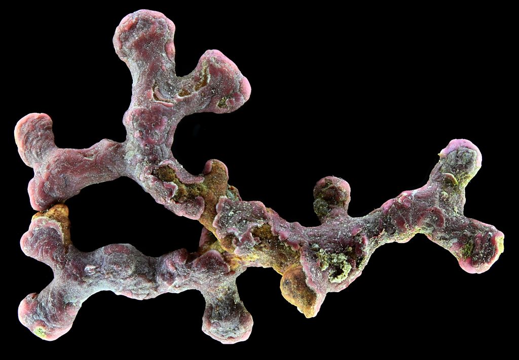 bps_algae's tweet photo. The 2022 Hilda-Canter Lund competition closes THIS FRIDAY!
https://t.co/VIffU9WtbU
Don't miss out on the opportunity to share your algae images.

Check out some of the entries for the macro category below:
📸@jesusrosas16
📸Michael Crutchley
📸@scuba_timmer
📸Maria Altamirano https://t.co/TXPkeUjg1f