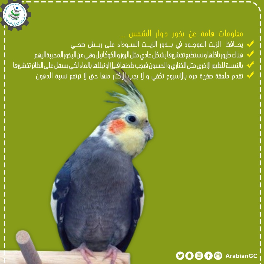 #شركة_الجيل_العربي #الجيل #العربي #المملكة_العربية_السعوديه #السعودية  #الطائف #مكة #الرياض #جدة  #الببغاء #طيور_زينه  #بادجي #اعلاف_طيور #بذر #بذر_دوارالشمس #دوار_الشمس  #معلومات 
 #AGC #KSA #jeddah #makkah #taif #Birds #parrots #saudiarabia #explore  #Budgie #sunflower