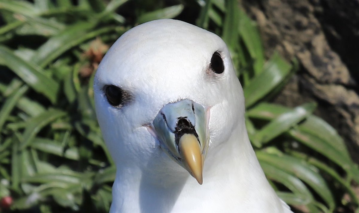 ColinRitchie17's tweet photo. Fulmar Petrel #birdwatching #orkney https://t.co/z23fKaO7TY