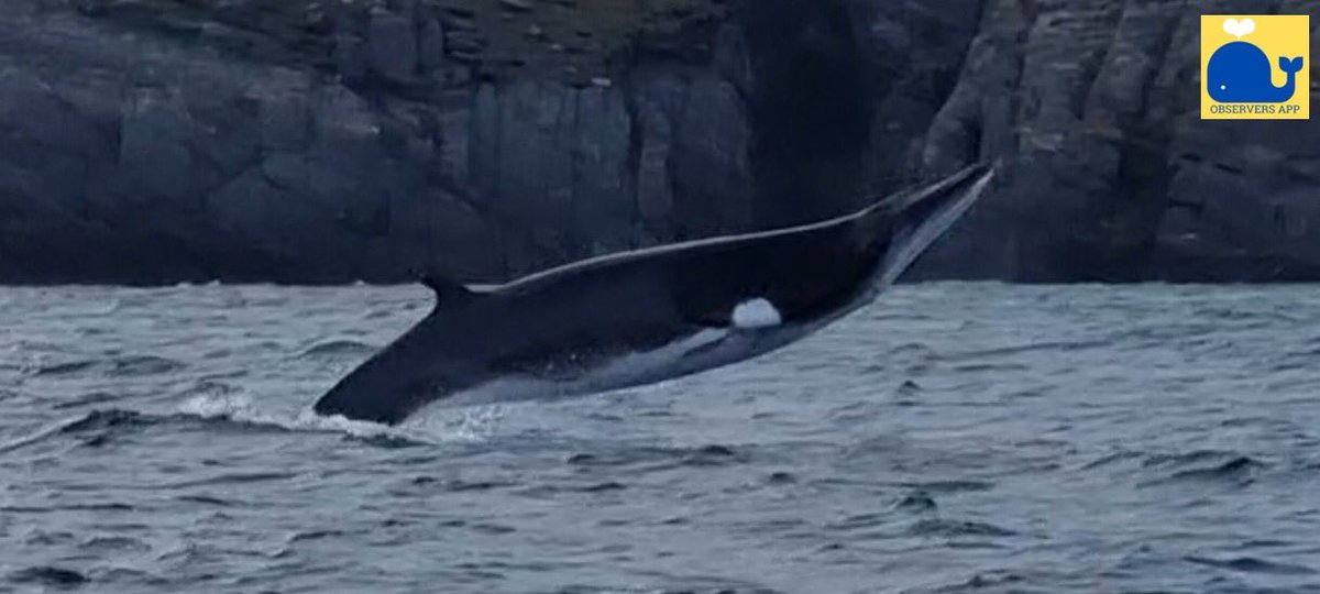 ObserversApp's tweet photo. OBS Log: 🐳 📲 👀 👇 

Amazing captures of a minke whale (Balaenoptera acutorostrata) breaching from last Tuesday evening off Seven Heads by David Edwards of West Cork Charters! 

#ObserversApp #minkewhale #breach #westcork #whales #picoftheday #observers #citizenscience https://t.co/EmAR0FGUQm