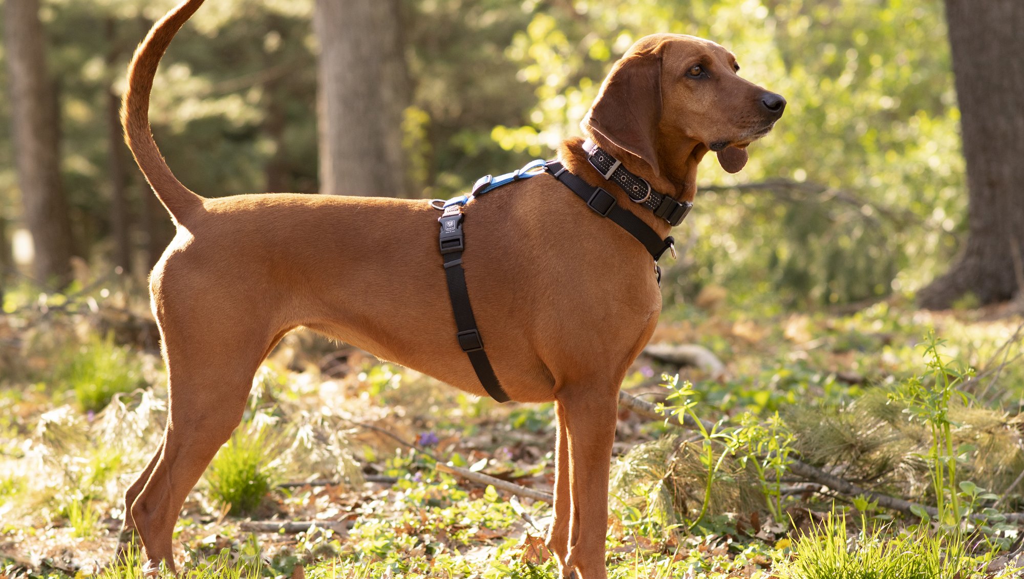 Blue top 9 harness