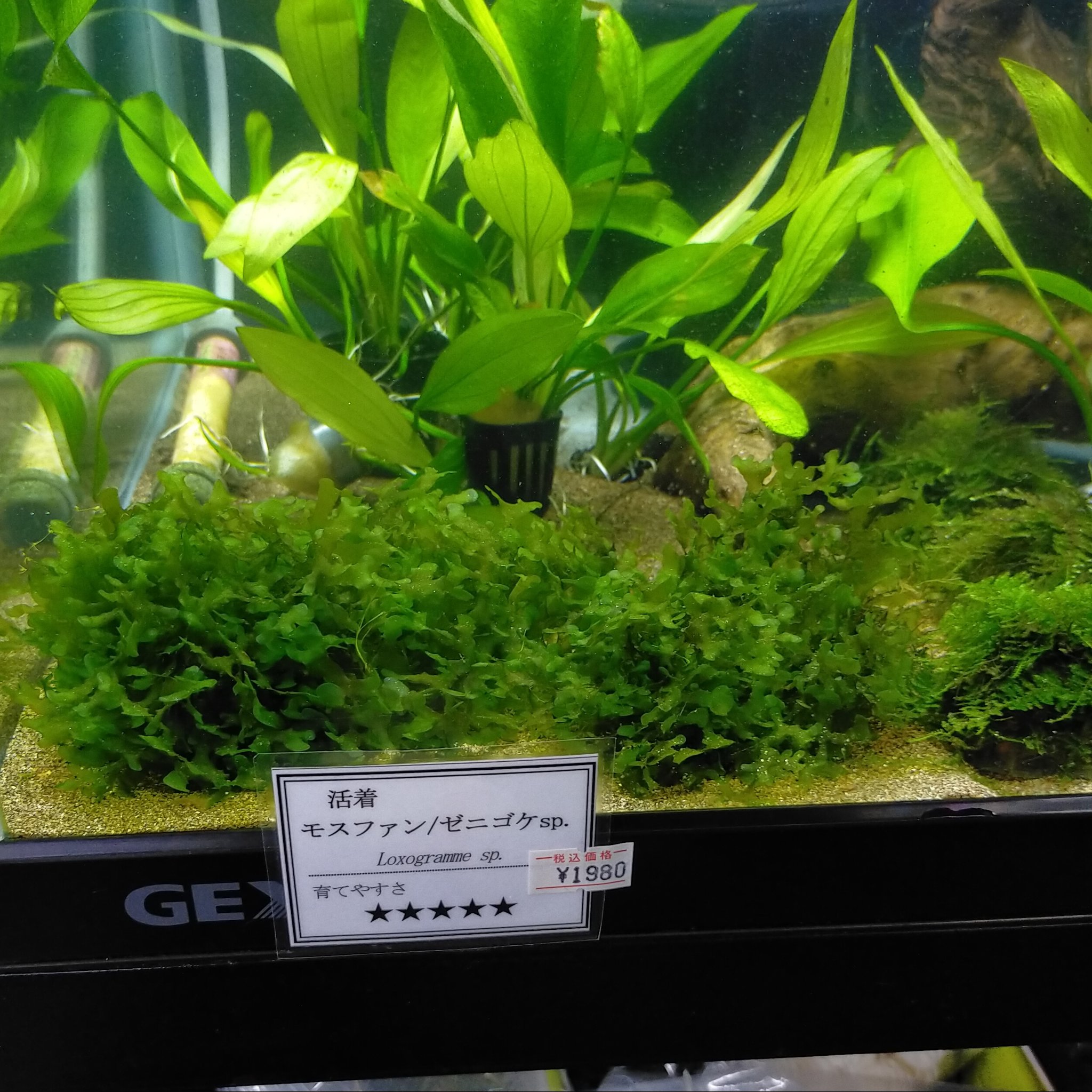 セルバス北赤羽店 水槽のコケも色々並んでいます ウィローモス 南米ウィローモス ゼニゴケsp とかバラは1パック437円 ネットや流木付きは成長度合いで値段色々です 綺麗に育ったモスはいつでも人気ですね ウィローモスはメダカ 熱帯魚の産卵床にも