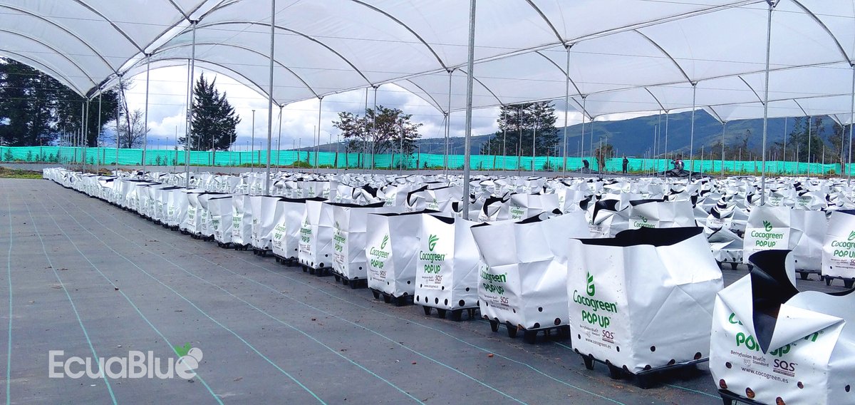 coco_peat's tweet image. Amazing pictures from our #Ecuador distributor Ecuablue – a fresh order of Berryfusion Bluestar pop-up bags prepped and ready for planting. We’ll check back in a few weeks’ time to show growing progress!

For more information about Ecuablue, visit ecuablue.farm.
