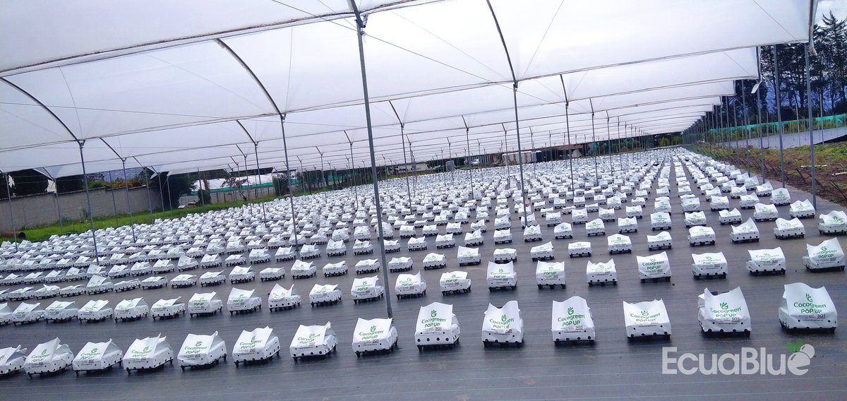 coco_peat's tweet image. Amazing pictures from our #Ecuador distributor Ecuablue – a fresh order of Berryfusion Bluestar pop-up bags prepped and ready for planting. We’ll check back in a few weeks’ time to show growing progress!

For more information about Ecuablue, visit ecuablue.farm.