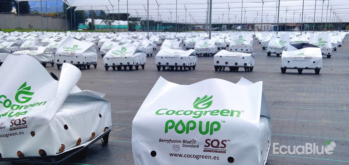 coco_peat's tweet image. Amazing pictures from our #Ecuador distributor Ecuablue – a fresh order of Berryfusion Bluestar pop-up bags prepped and ready for planting. We’ll check back in a few weeks’ time to show growing progress!

For more information about Ecuablue, visit ecuablue.farm.