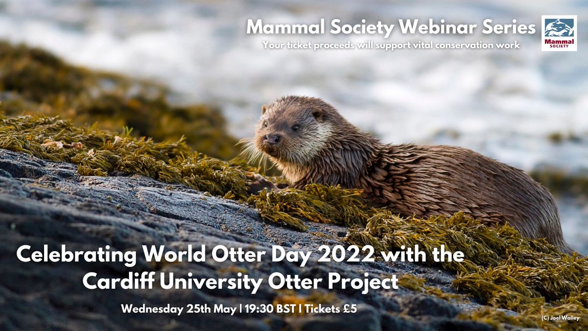 🦦#WorldOtterDay announcement🦦 We've teamed up with the @Otter_Project to bring you an otterly awesome webinar on World Otter Day itself! Don't miss out, get your tickets now 👉 bit.ly/3l2fW4G @otter_em @SarahduPlessi16 #otter #otters #webinar #expert #mammals #share