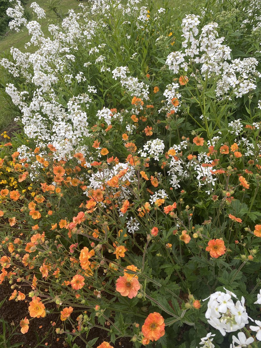 Dull sky today but not in the #garden!
Sweet rocket (Hesperis matrionalis) and Geum Totally Tangerine (from @hardyplants ) lifting the mood.
#MentalHealthAwarnessWeek 
@GdnMediaGuild