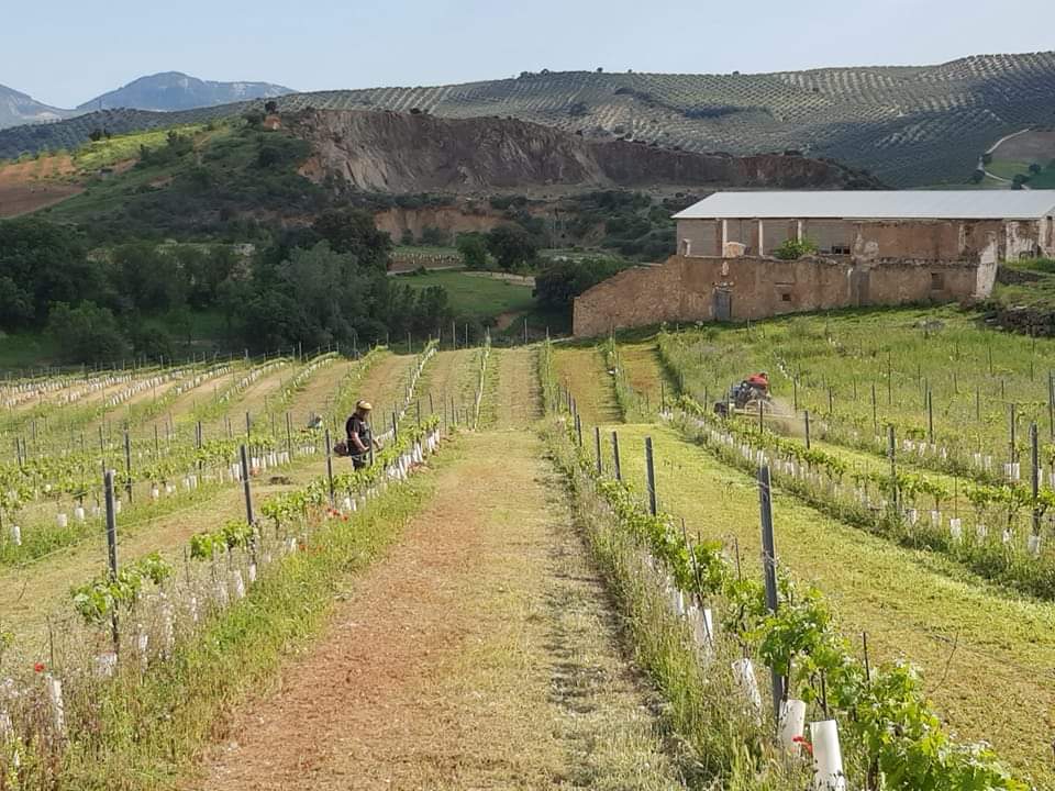 Jornada intensa de desbrozado, un proceso de eliminación de malas hierbas, donde se queda una  cubierta vegetal espontánea en Casas de Joya #Mures en parcela con variedades de uva tinta como la merlot.