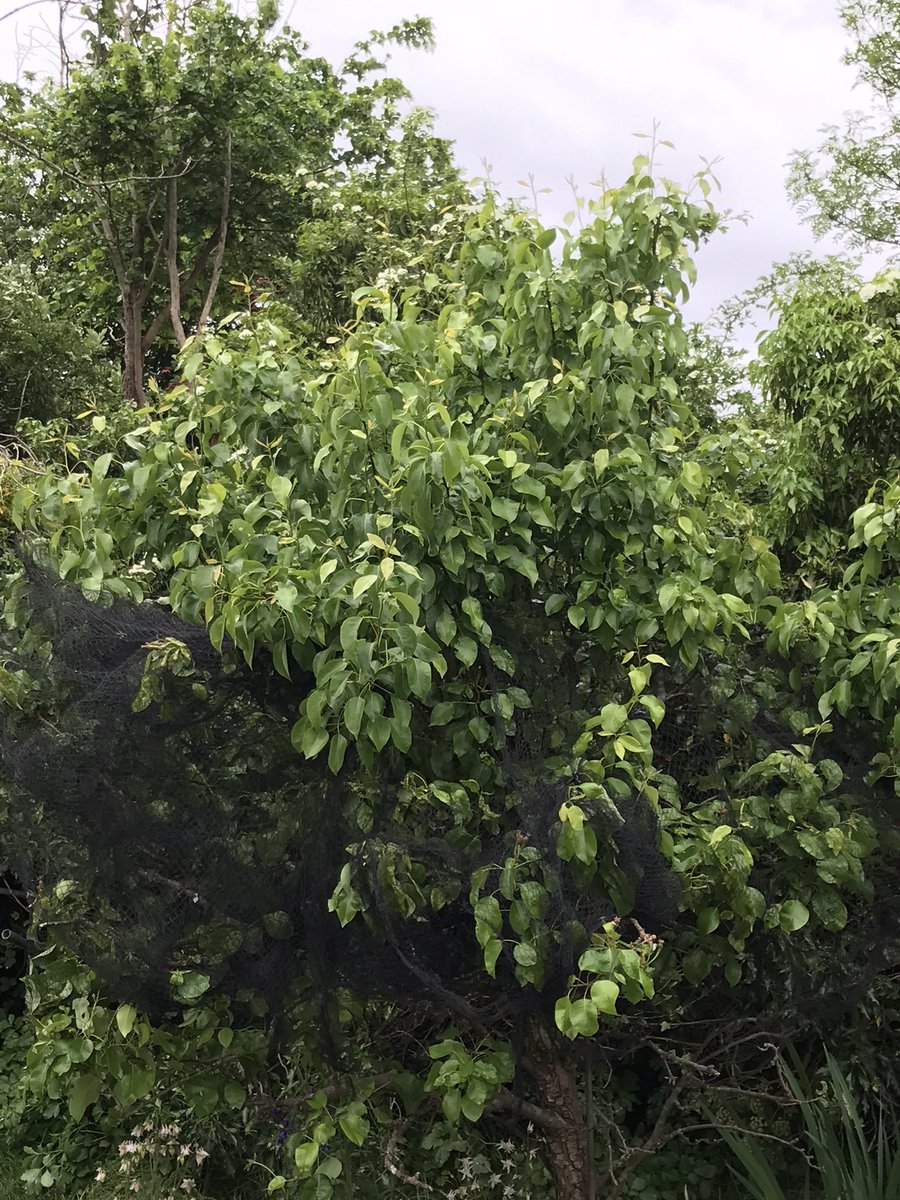 steffiec91's tweet photo. #peartree #fruitrees  I did prune this at right time but it is still escaping my reach. If I prune the taller branches now will I do any damage? The lower branches have already set and lots of baby pears. Help !  I so need this to be really reduced in size https://t.co/9H70DqW9Xc