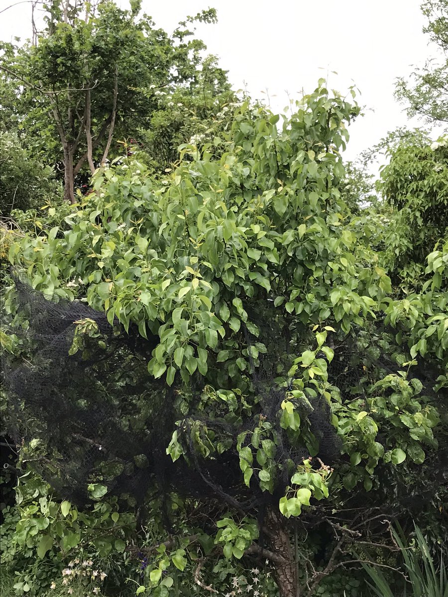 steffiec91's tweet photo. #peartree #fruitrees  I did prune this at right time but it is still escaping my reach. If I prune the taller branches now will I do any damage? The lower branches have already set and lots of baby pears. Help !  I so need this to be really reduced in size https://t.co/9H70DqW9Xc