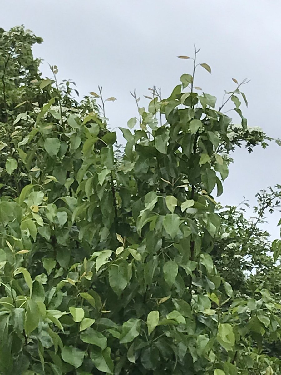 steffiec91's tweet photo. #peartree #fruitrees  I did prune this at right time but it is still escaping my reach. If I prune the taller branches now will I do any damage? The lower branches have already set and lots of baby pears. Help !  I so need this to be really reduced in size https://t.co/9H70DqW9Xc
