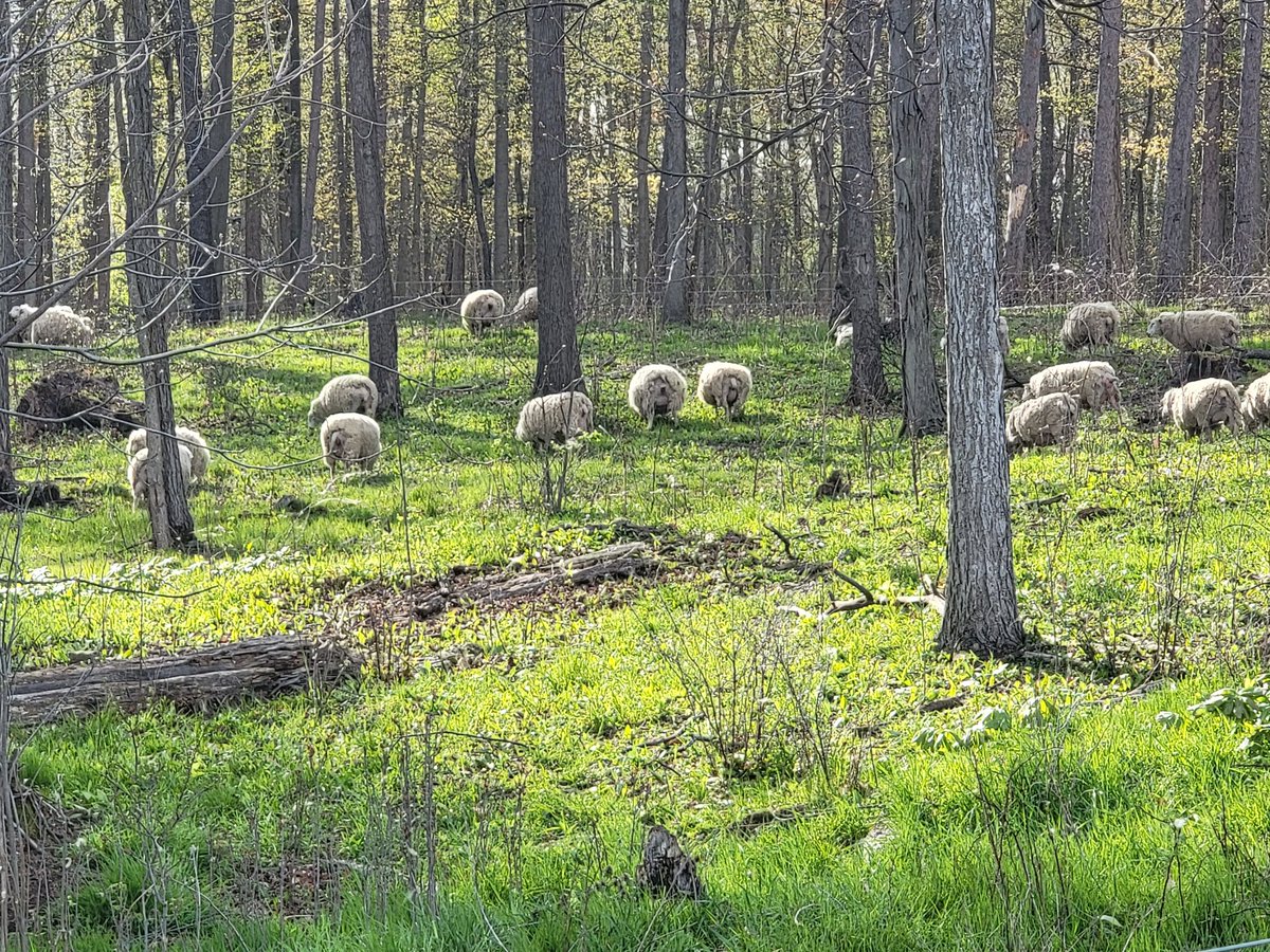 Had a great time yesterday at the <a href="/ONAgrologists/">O.I.A. (P.Ag)</a> farm tour in Norfolk. Toured a Ginseng garden and learned about grazing sheep with <a href="/CarrieWoolley1/">Carrie Woolley</a>