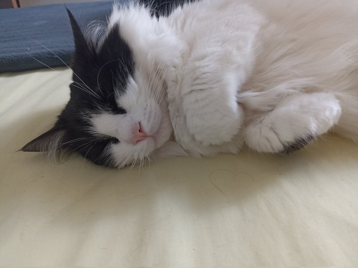 StephanieMunchX's tweet photo. En tout cas il y en a une que rien n'atteint et elle a bien raison 😺 #pointwillow https://t.co/AAUTKMYzF5