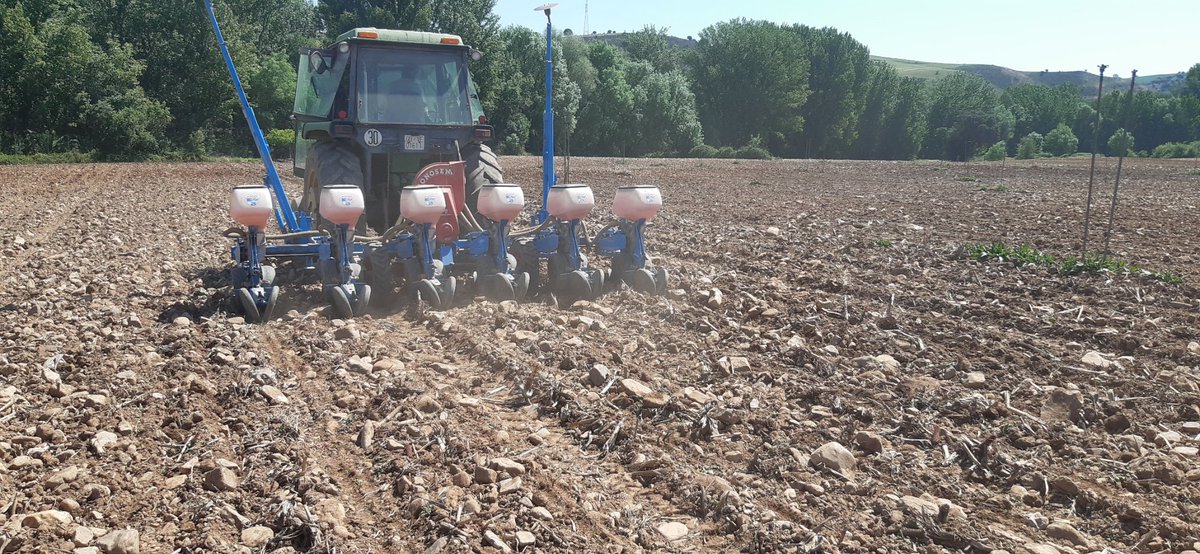 josanjusm's tweet photo. Hoy sembramos nuestro ensayo de maíz de ciclos medios en Guadalajara, buen tempero, buena genética y mejor agricultor.@LGSeedsES https://t.co/AdEfhvwSOJ