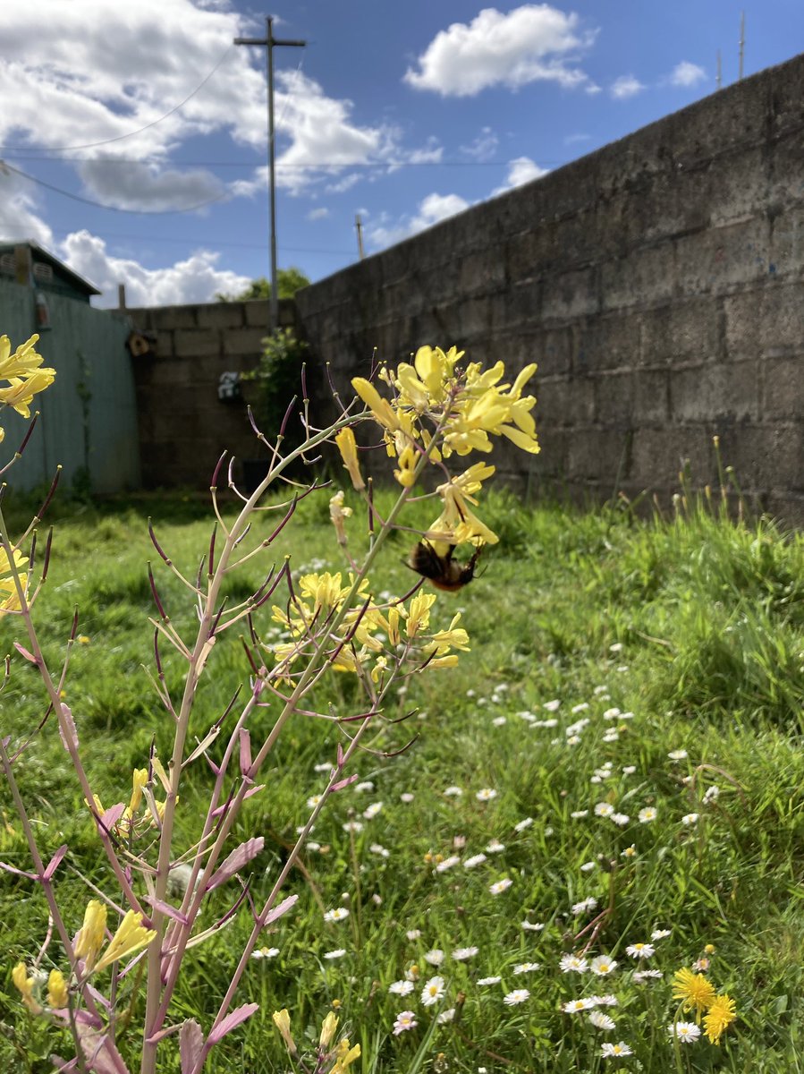 PadraigRice's tweet photo. #NoMowMay #BulbsForBees #WorldBeeDay https://t.co/2pauMFXySx