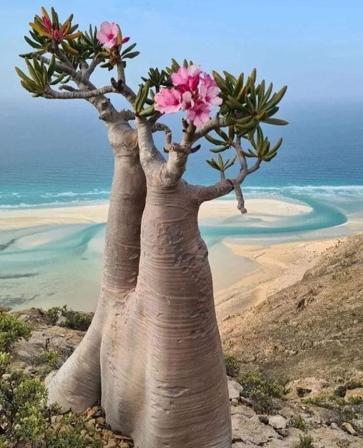 Adenium tree The Desert Rose is a small succulent tree native to Africa and Arabia which has fleshy leaves and develops a bulbous base. It produces large pink and white or red flowers. #treelover #DidYouKnow #savetheplanet #SaveTheEarth #gardening