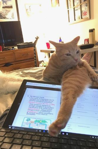 nocontextscats's tweet photo. https://t.co/rIrJbeyW1p