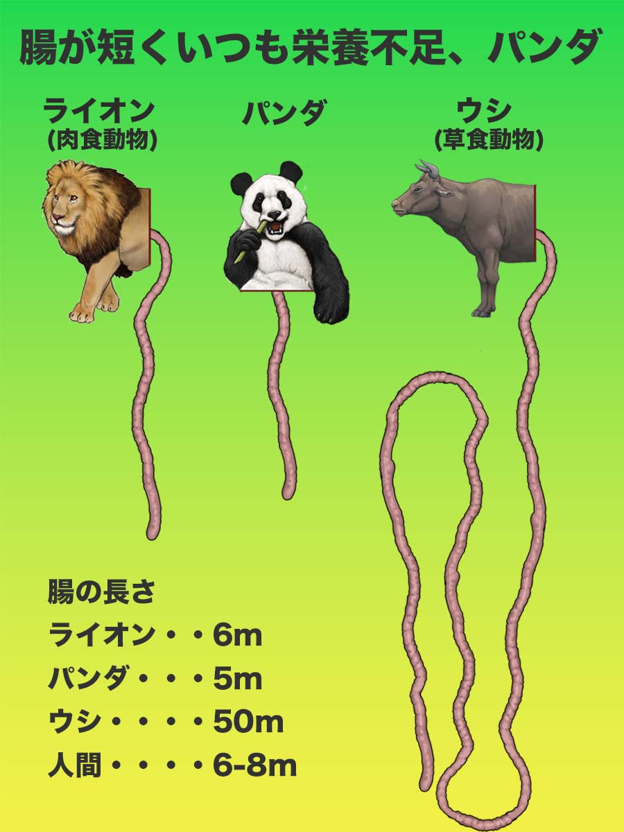 توییتر カメの甲羅はあばら骨 公式 در توییتر 書籍情報 植物は消化しにくいため 草食動物は長い腸が必要です しかし パンダ は 腸が短いまま肉食から草食に変わったため 竹や笹の2割程度しか消化できず 慢性的に栄養不足となっています ちなみに توییتر カメの甲羅はあばら骨 公式 در توییتر 書籍情報 植物は消化しにくいため 草食動物は長い腸が必要です しかし パンダ は 腸が短いまま肉食から草食に変わったため 竹や笹の2割程度しか消化できず 慢性的に栄養不足となっています ちなみに