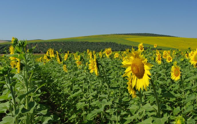 CuadernoAgrario's tweet photo. 🌻 El @IAS_CSIC (Instituto de Agricultura Sostenible de #Cordoba) se convierte en centro de referencia para la investigación agrícola de #Serbia 🇷🇸
+INFO➡️https://t.co/nl45Ps4tso vía @CSIC @CSICAndalExtrem https://t.co/y0iKrFlNEu