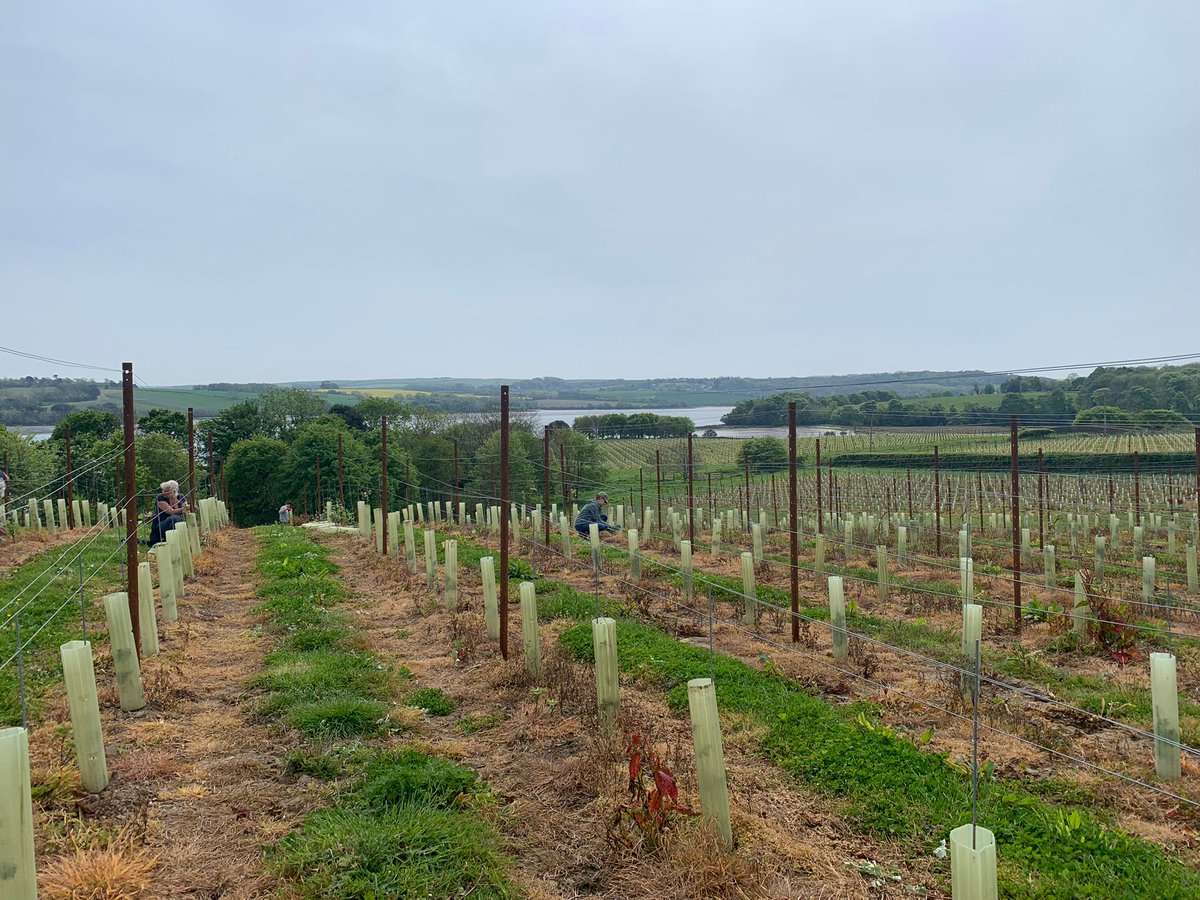Shoot thinning with our VinePRO clients this week. Very important to get this right as it forms the structure of the vines in the first few years after planting.  Good group of locals enjoying the Cornish sunshine! 
#vineyardmanager #viticulture