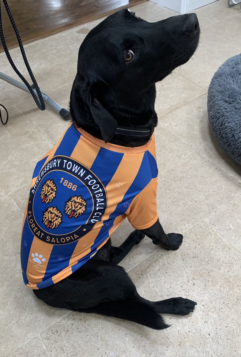 Not entirely sure he’s too happy with his new dog-shirt…
<a href="/shrewsburytown/">Shrewsbury Town FC</a> <a href="/Shrewsweb/">Shrewsbury Town FC</a> #dogsinfootballshirts 
#sideeye