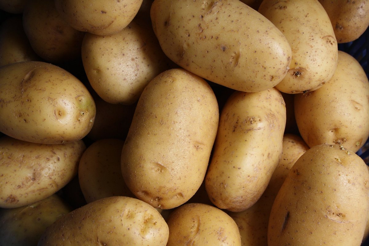 Searching microbial strategies to enhance #potato health in future in  various ways <a href="/suscrop/">SusCrop ERA-NET</a> #potatMETAbiome #soil #microbioma