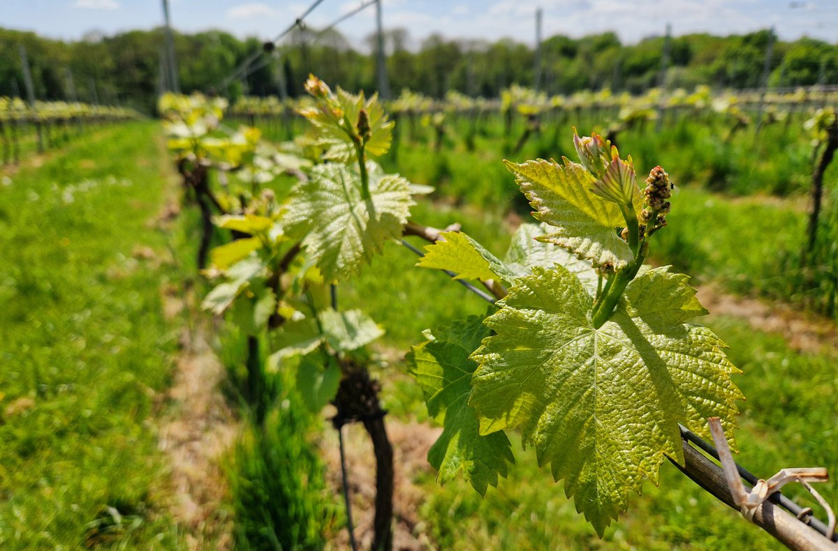OAK_N4's tweet photo. And here's how it all starts 😃🍇

See you in a couple of years inside a bottle, little grape! 🤗🍷

#spring #newgrape #vineyard #vine #littlegrape #futurewine #vineyardviews #winemaking #wineismagic https://t.co/XGBn2EN8a2