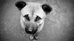 saveimage_as's tweet photo. @ashwsbreal ser pls help me family lost all money from $LUNA :-( me doge no eat for 3 days please help.. his name is robbie #savietherobbie https://t.co/FxizYXufQ7