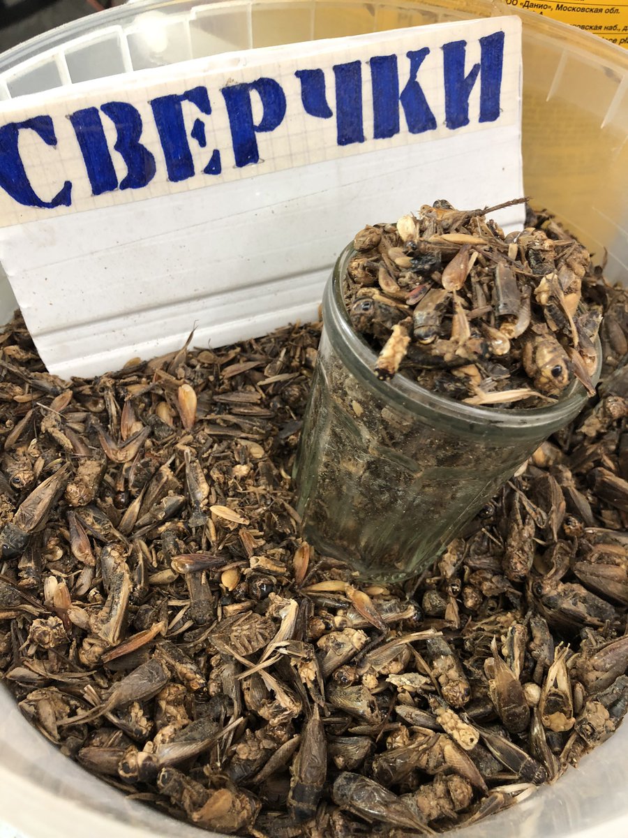 тоже любите пение сверчков?