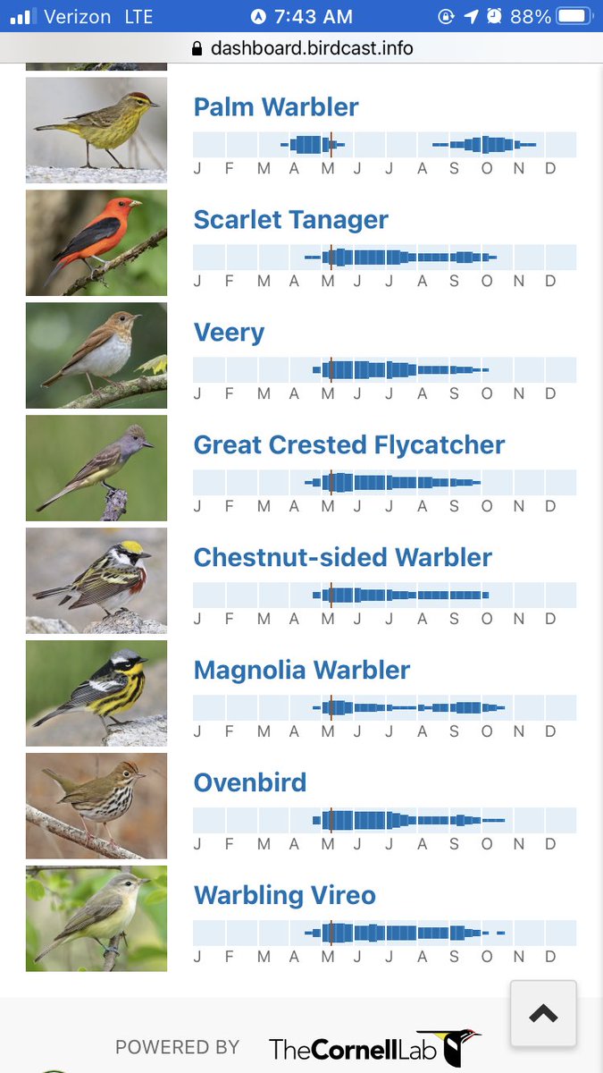 Love the migration dashboards from @DrBirdCast. Super helpful to know when to expect high/low migrant numbers! And the expected migrants from @Team_eBird data is spot on. Except for magnolia and chestnut-sided warbler, Here are the birds dominating our sites at #springfieldbirds