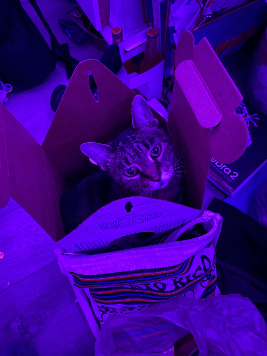 lilly thinks we have #visnickverbfest in the bag… or should i say box? ⁦<a href="/beth_visnick/">Beth Visnick</a>⁩